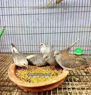 Diamond Dove Bird