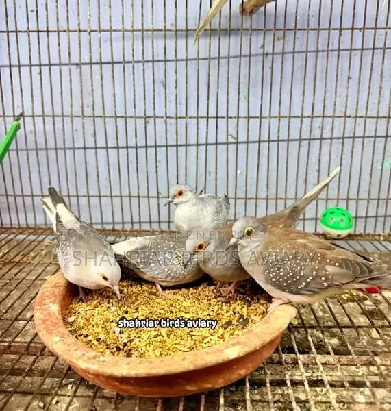 Diamond Dove Bird