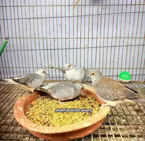 Diamond Dove Bird