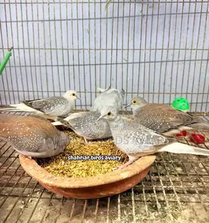 Diamond Dove Bird