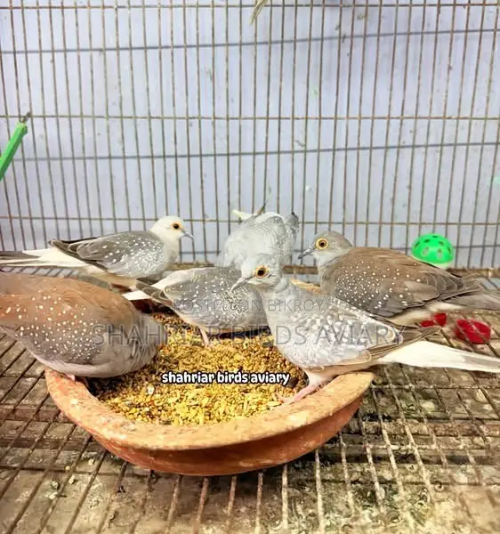 Diamond Dove Bird