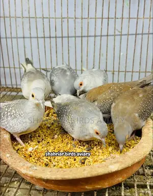 Diamond Dove Bird