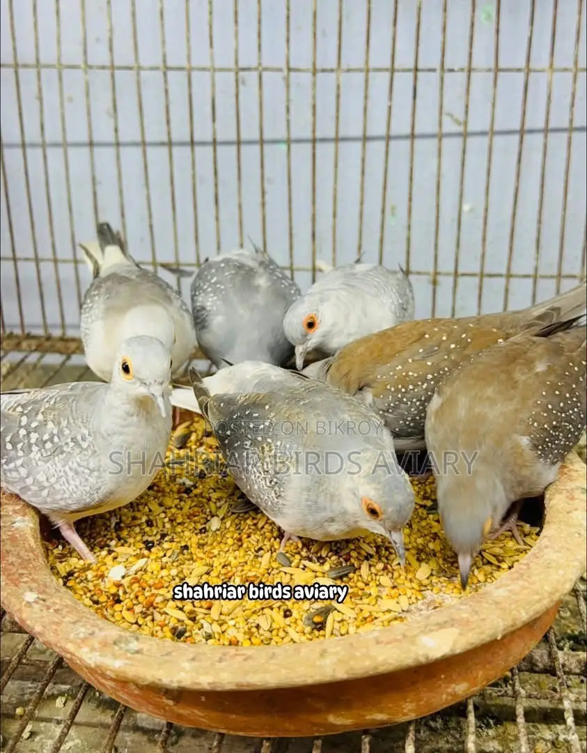 Diamond Dove Bird
