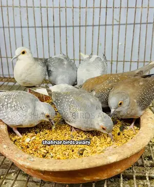 Diamond Dove Bird