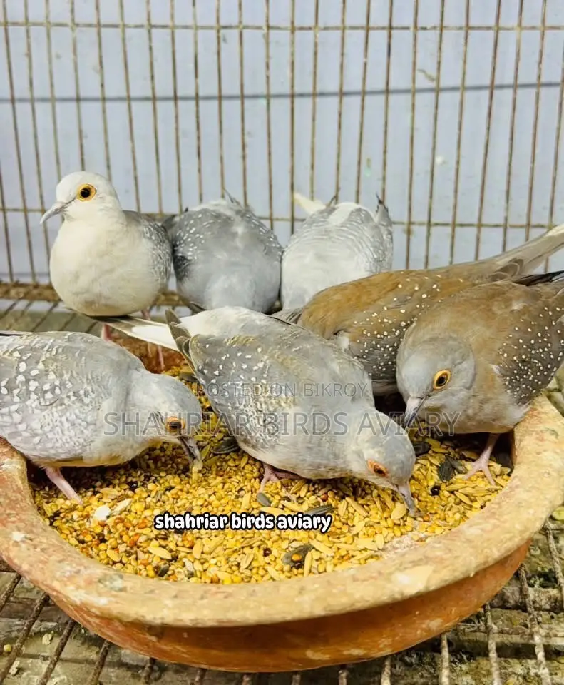 Diamond Dove Bird