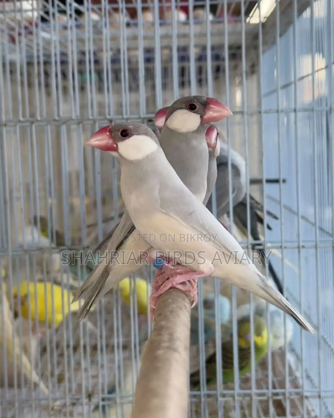 Java Sparrow Pair