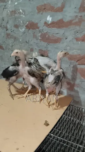 Fighter Chick