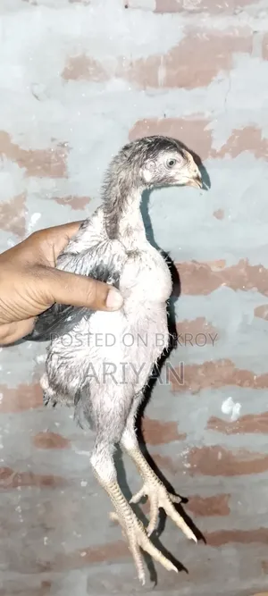 Fighter Chick