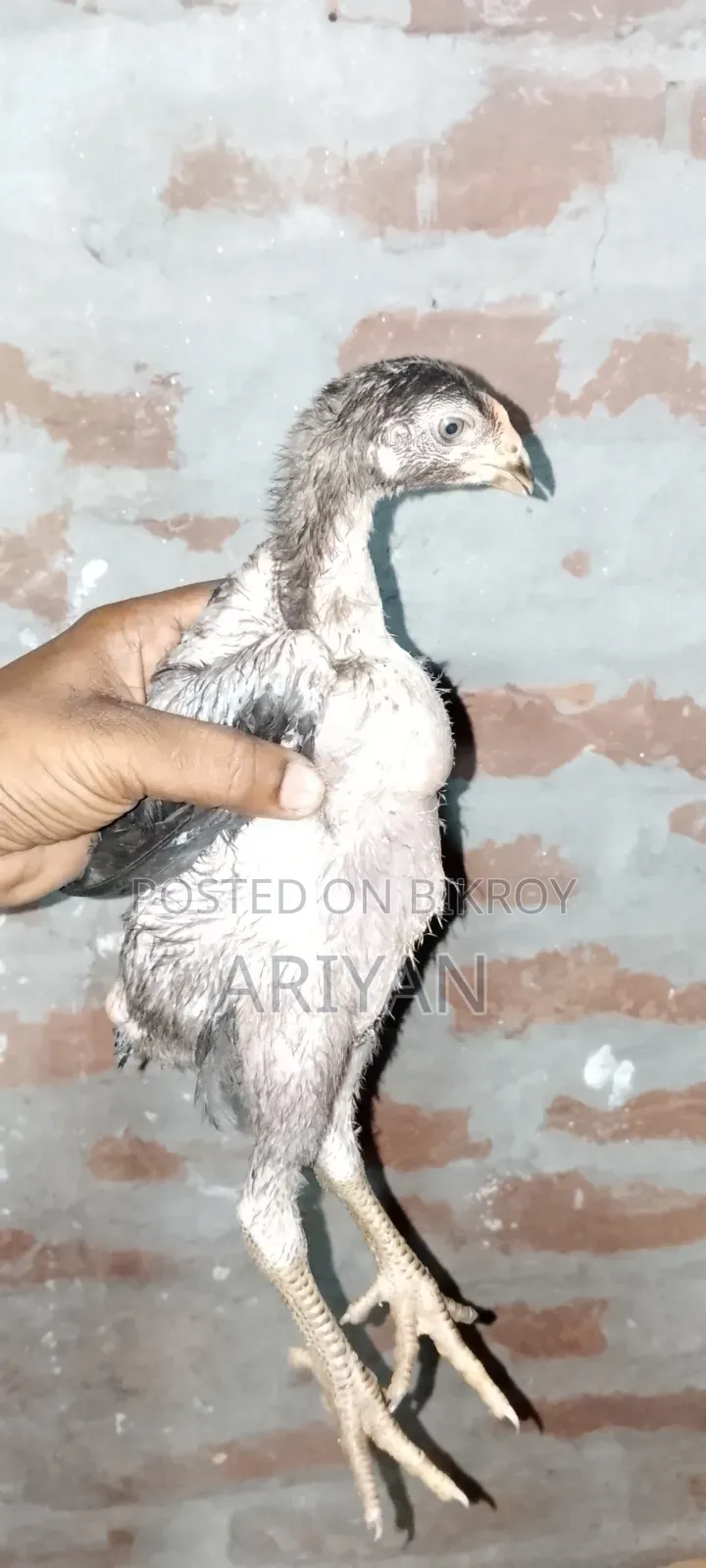 Fighter Chick