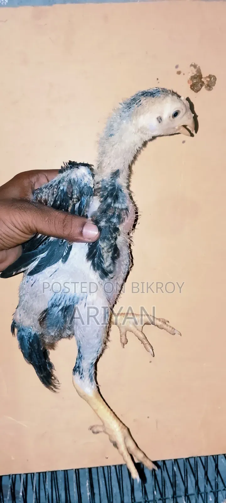 Fighter Chick