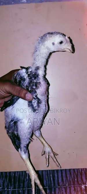 Fighter Chick