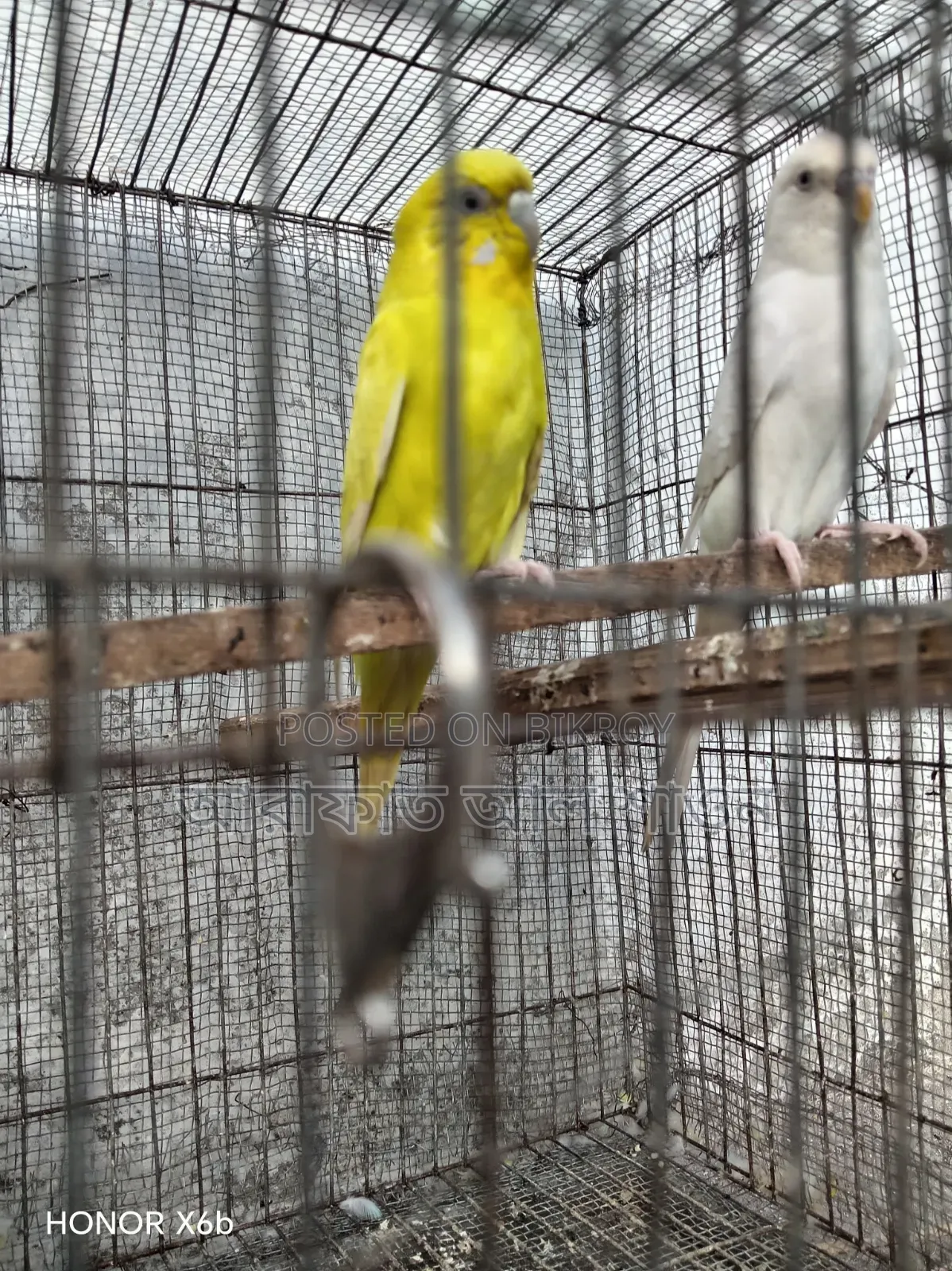 A pair of master pair Budgerigar birds with three babies will be sold.