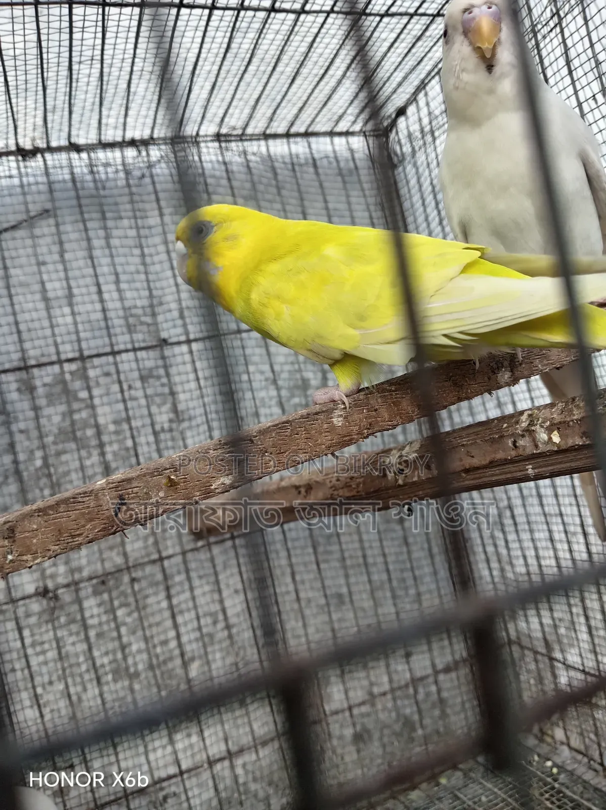 A pair of master pair Budgerigar birds with three babies will be sold.