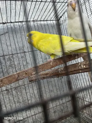 A pair of master pair Budgerigar birds with three babies will be sold.