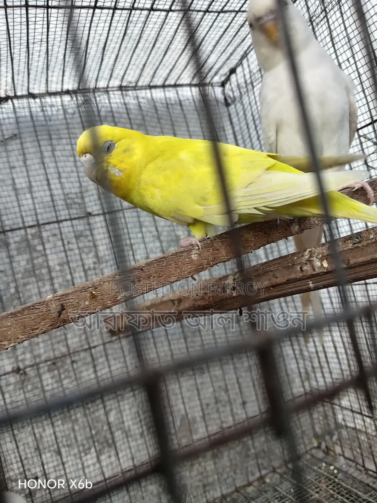 A pair of master pair Budgerigar birds with three babies will be sold.