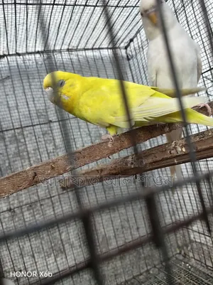 A pair of master pair Budgerigar birds with three babies will be sold.
