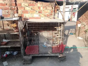ঢাঁপি সেল হবে