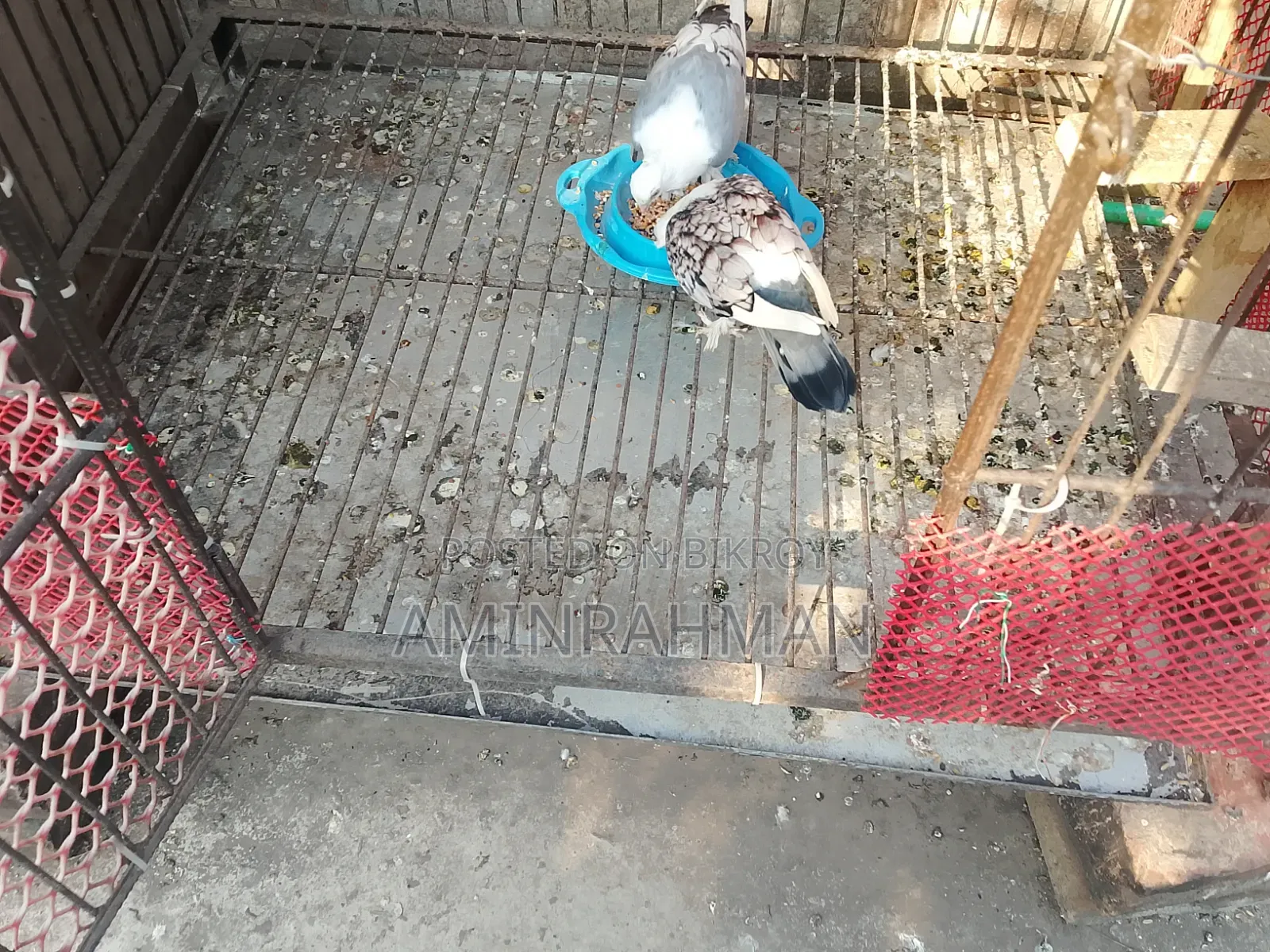 ঢাপরি সেল হবে