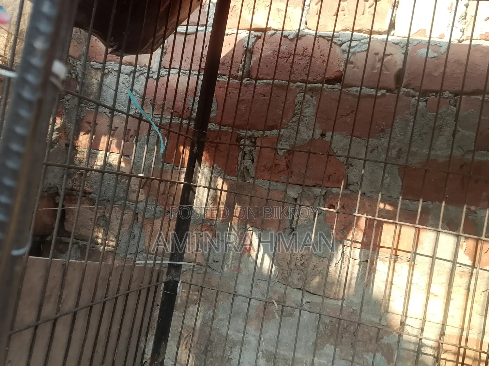 ঢাপরি সেল হবে