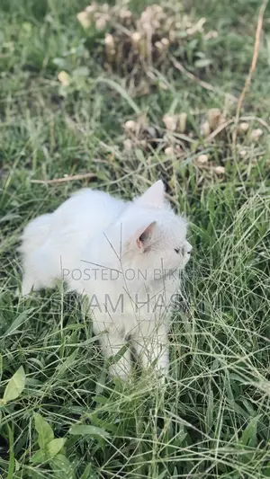 6-12 months Male Purebred Persian