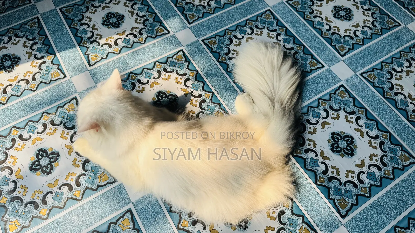 6-12 months Male Purebred Persian