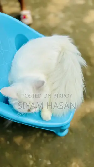 6-12 months Male Purebred Persian