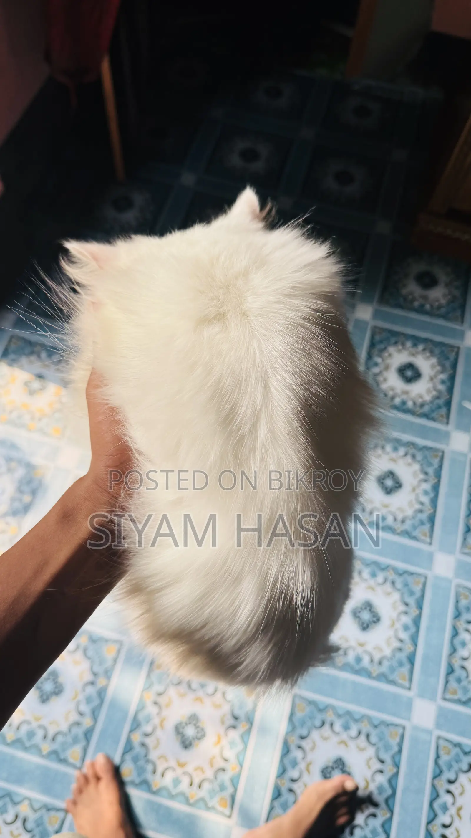 6-12 months Male Purebred Persian