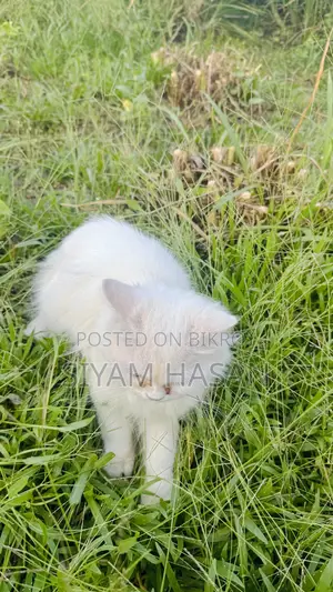 6-12 months Male Purebred Persian