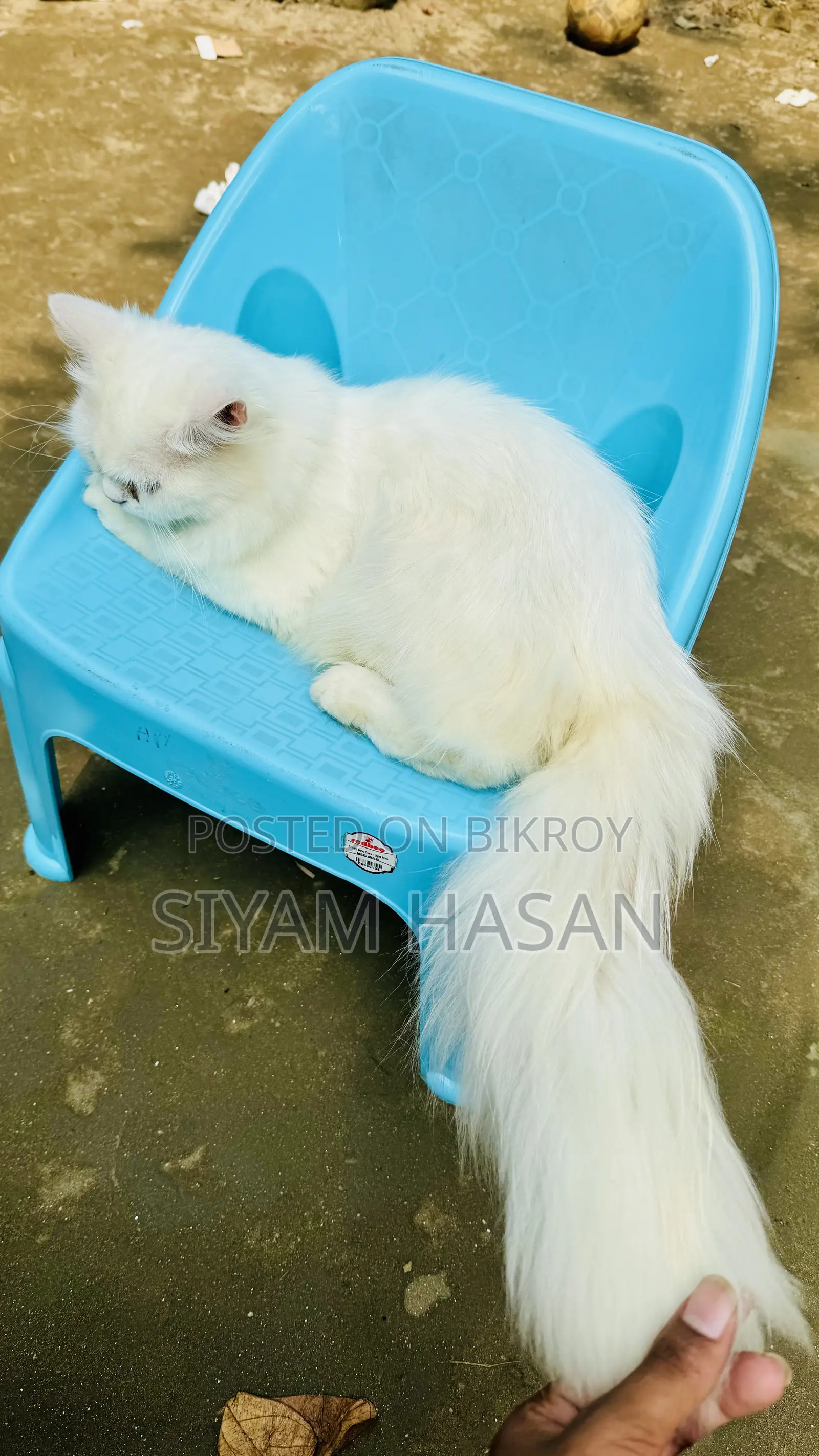 6-12 months Male Purebred Persian