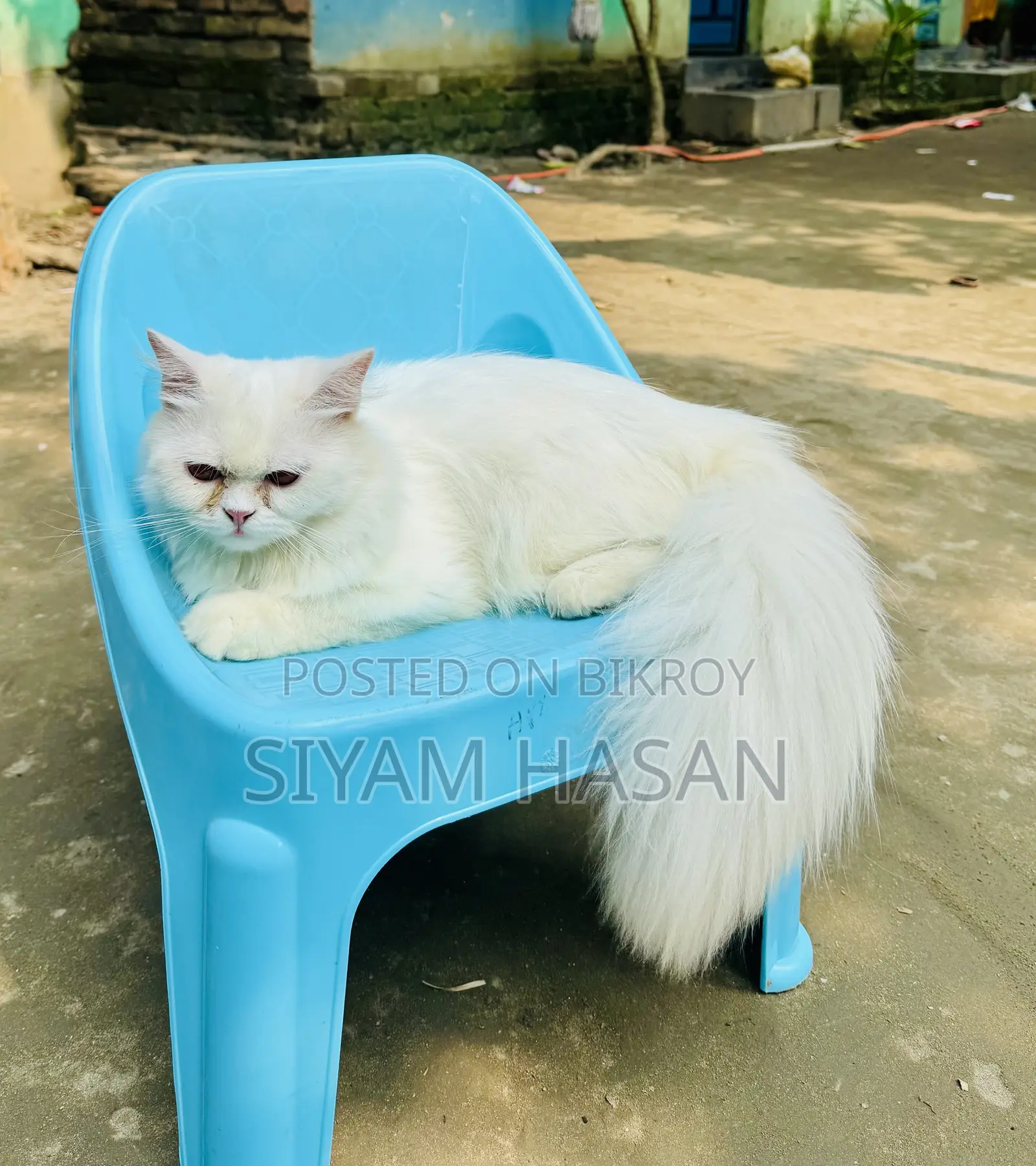 6-12 months Male Purebred Persian