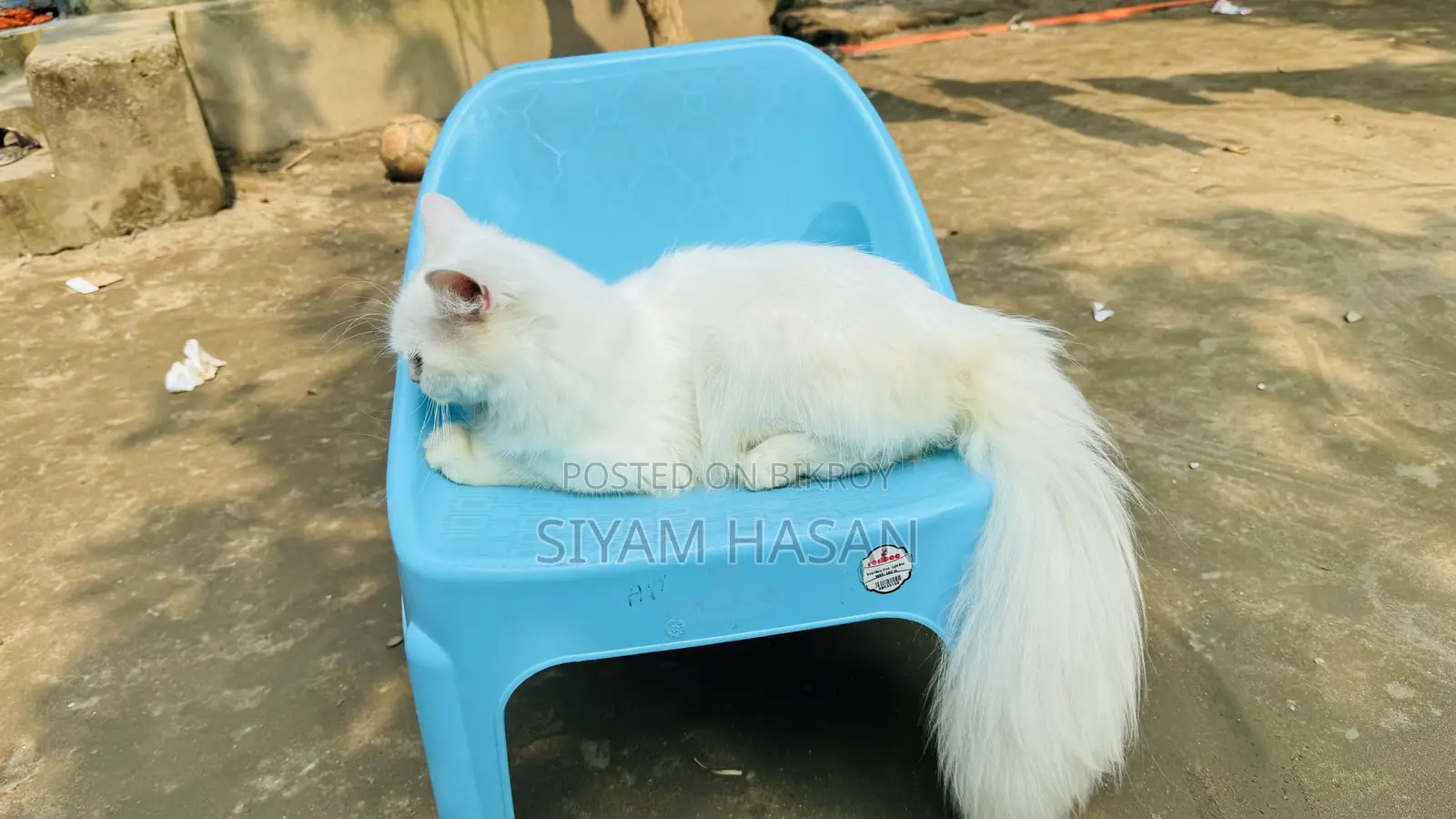6-12 months Male Purebred Persian