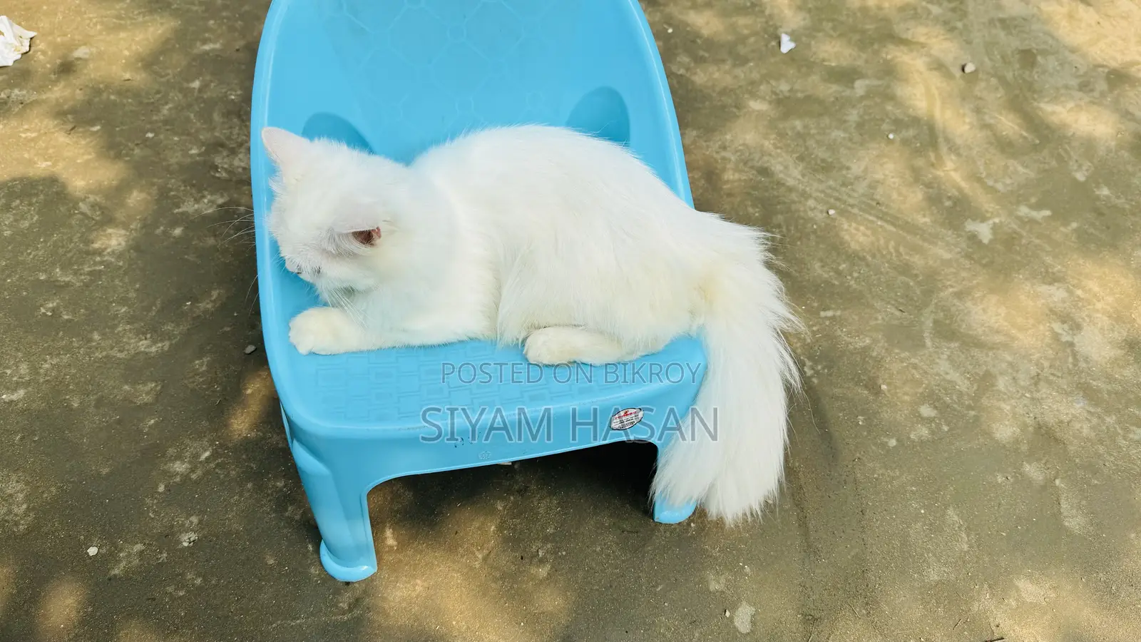 6-12 months Male Purebred Persian