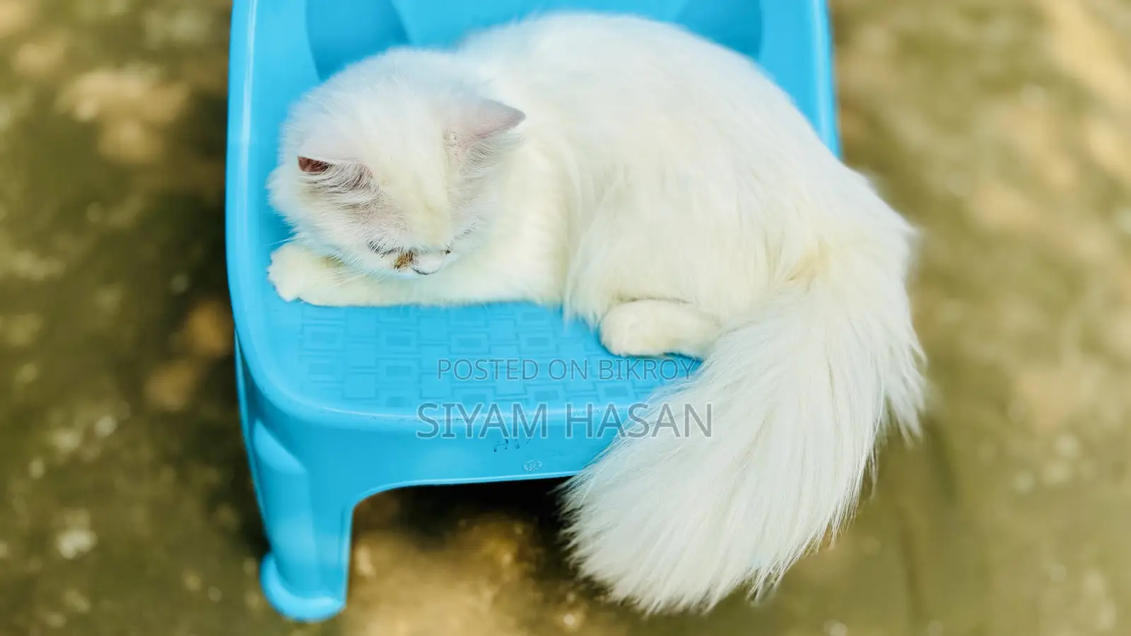 6-12 months Male Purebred Persian