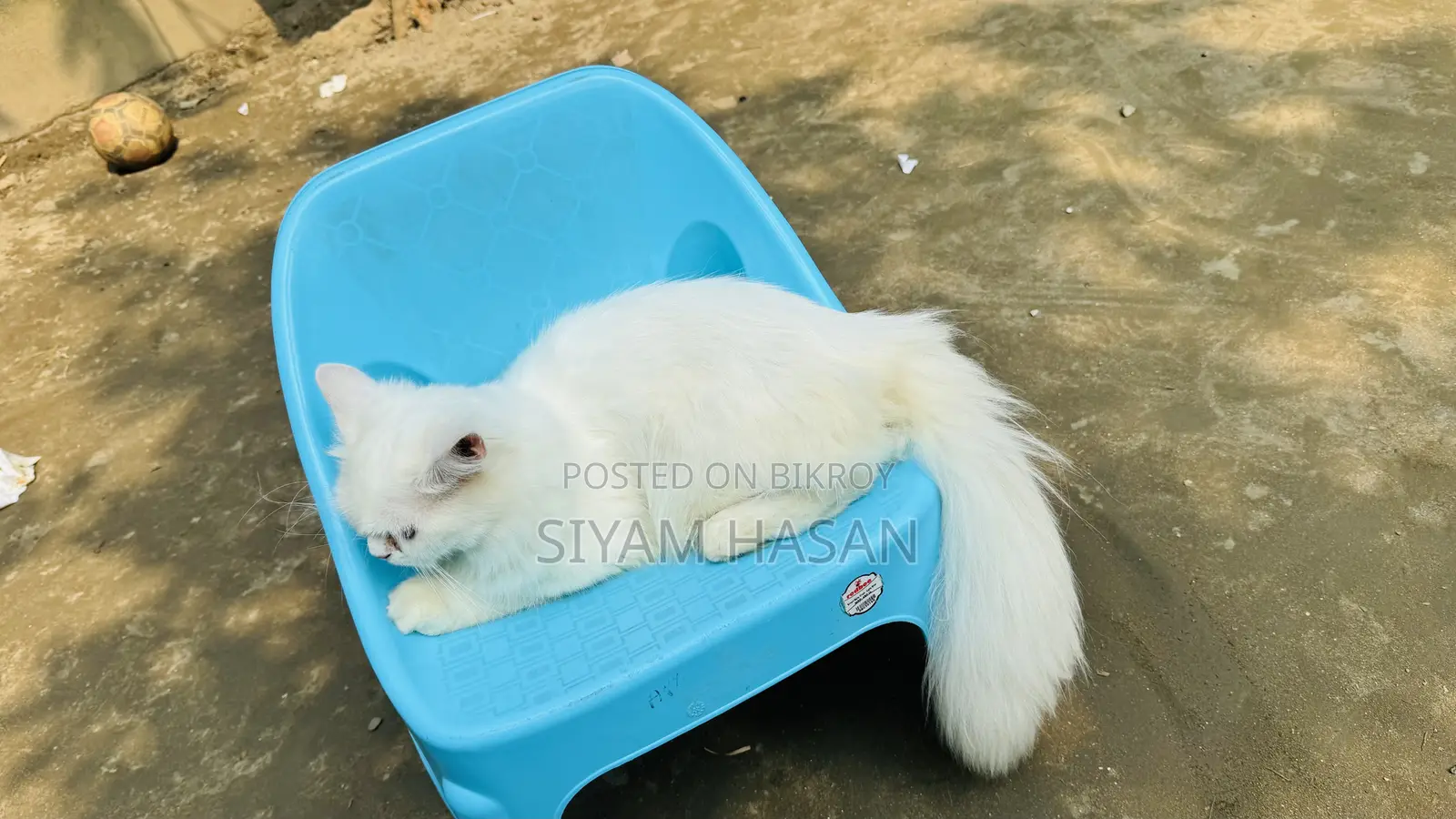 6-12 months Male Purebred Persian