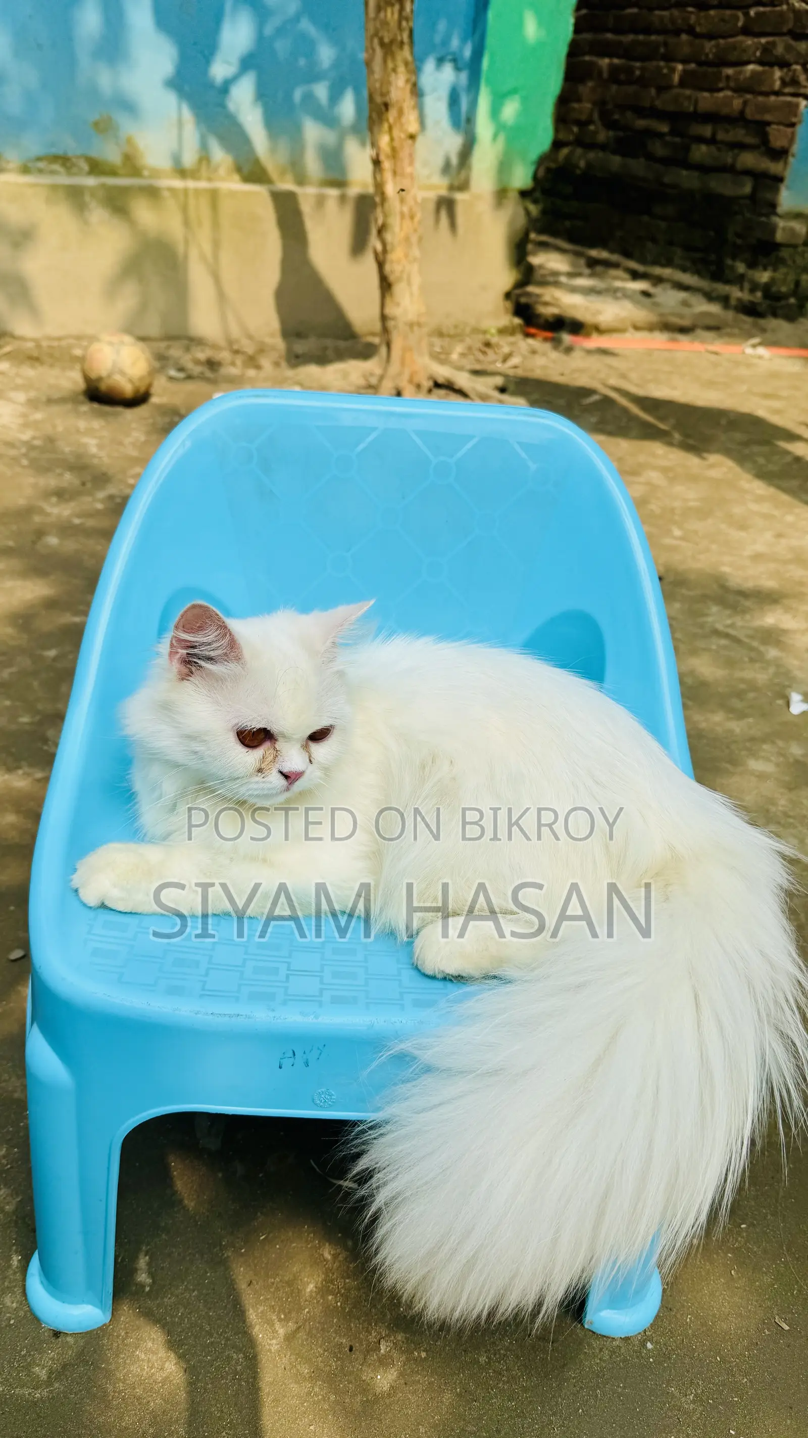 6-12 months Male Purebred Persian