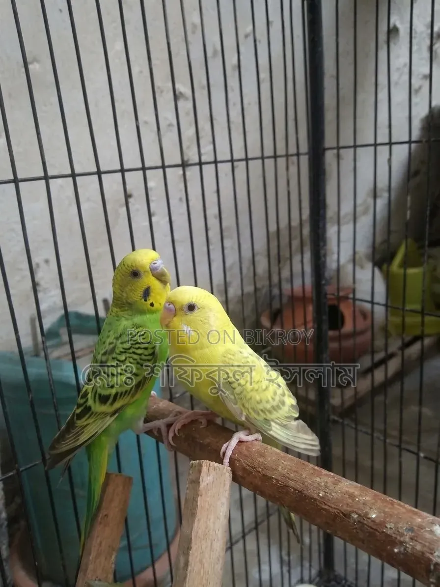 Budgerigar birds for sale