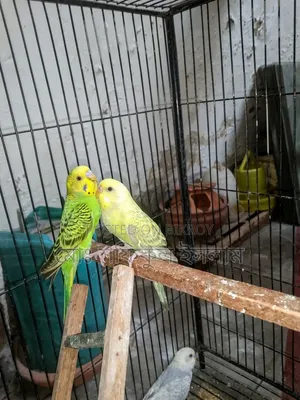 Budgerigar birds for sale