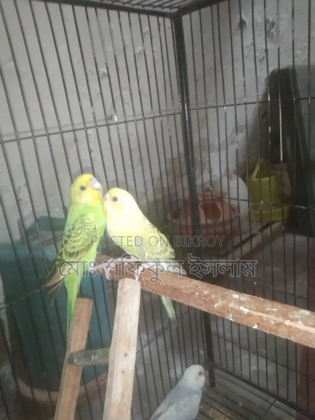 Budgerigar birds for sale