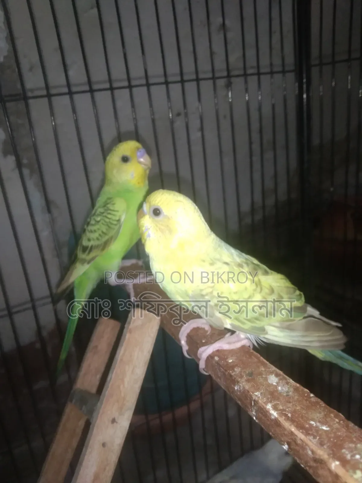 Budgerigar birds for sale