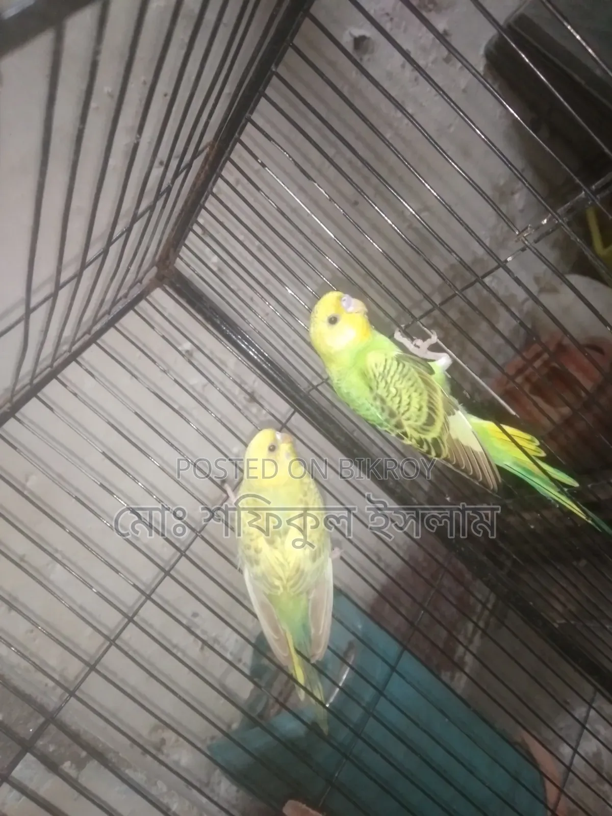 Budgerigar birds for sale