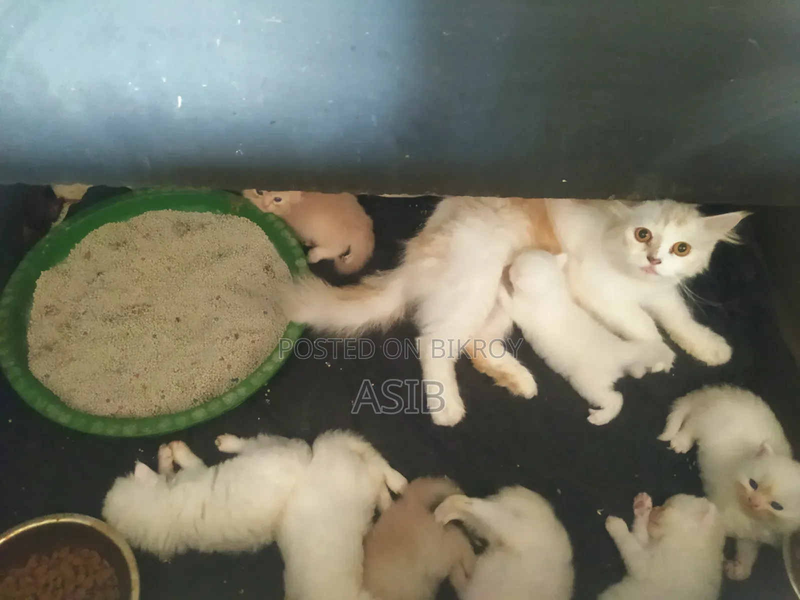 0-1 Month Female Mixed Breed Persian