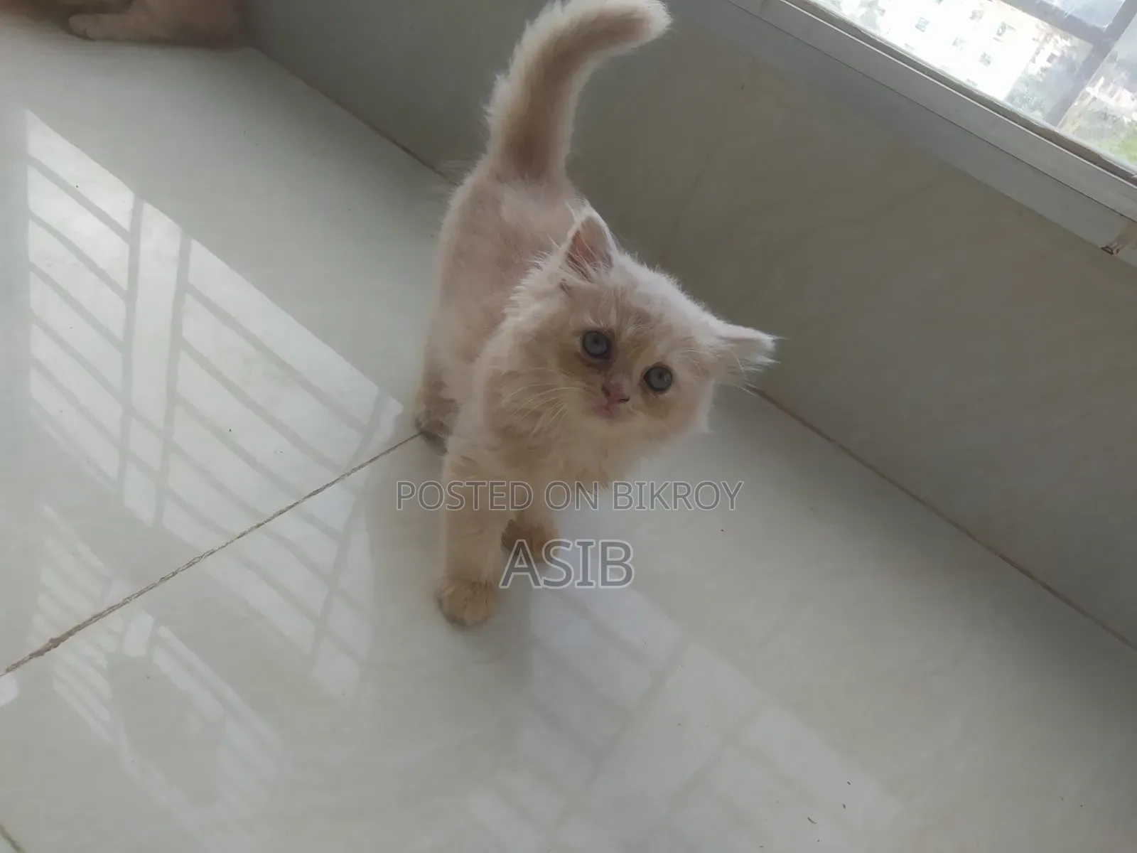 0-1 Month Female Mixed Breed Persian
