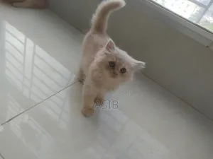 0-1 Month Female Mixed Breed Persian