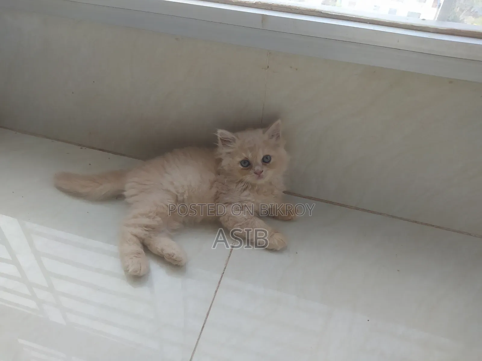 0-1 Month Female Mixed Breed Persian