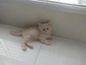 0-1 Month Female Mixed Breed Persian