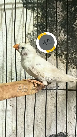 Running Zebra Finch Female