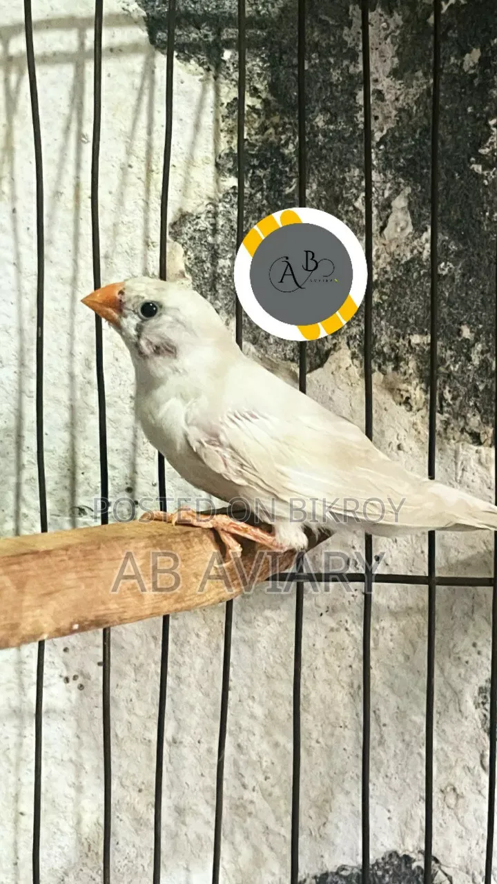 Running Zebra Finch Female