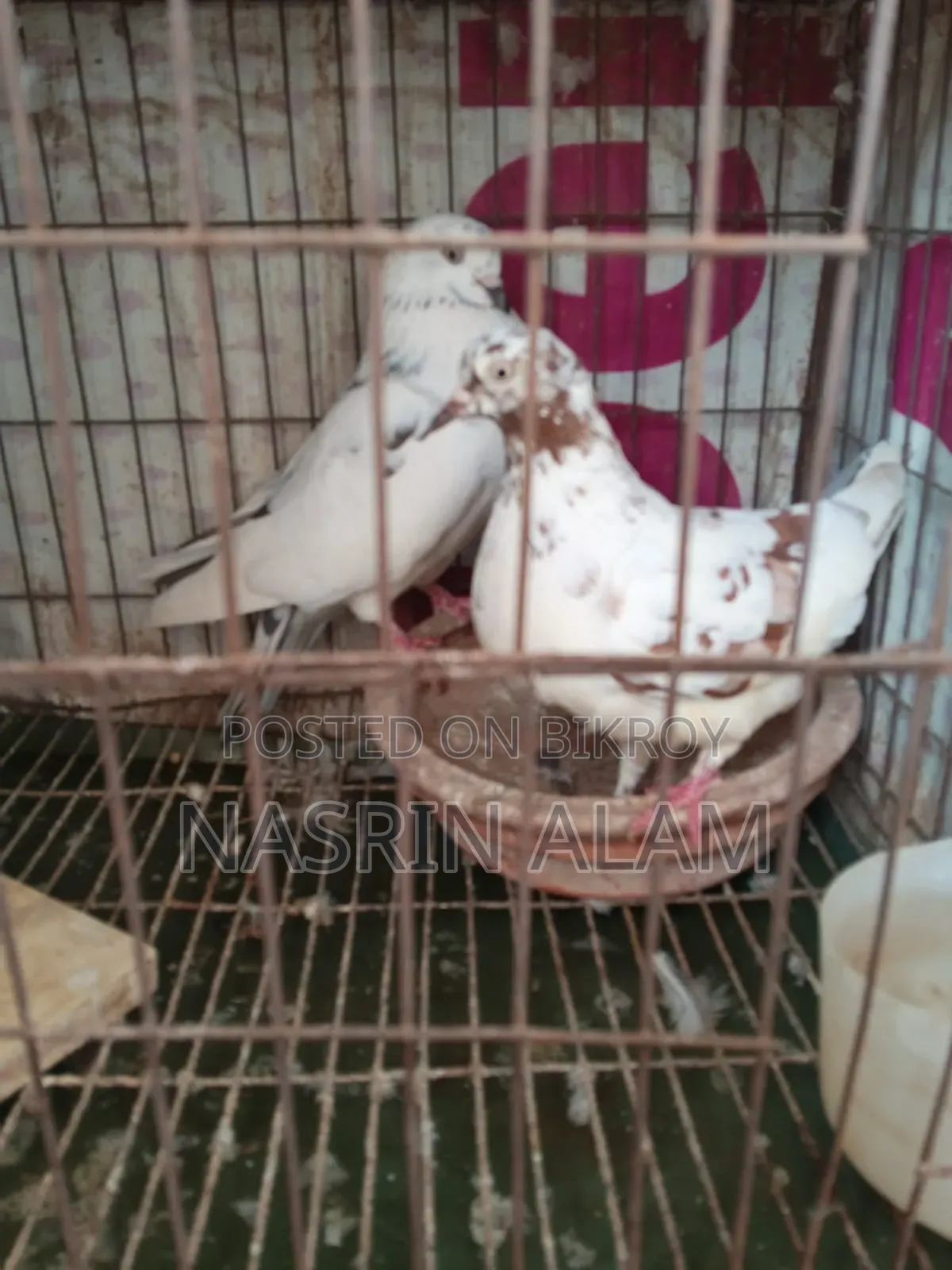 Pigeons for sale