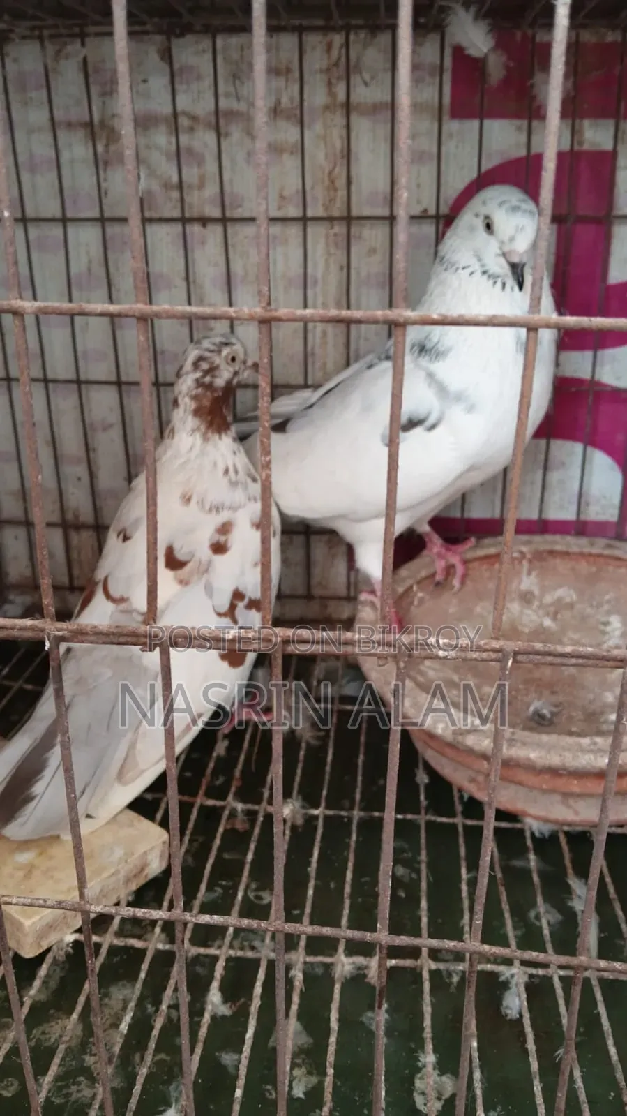 Pigeons for sale