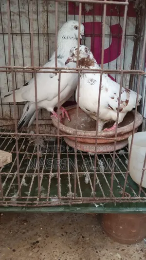 Pigeons for sale